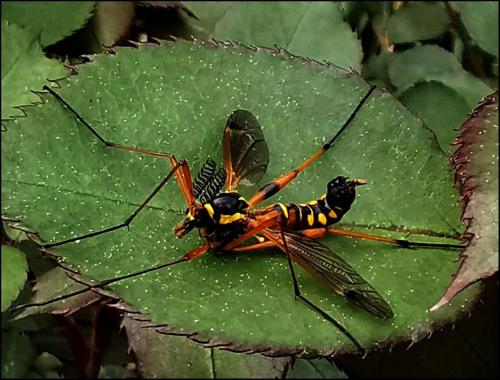 Ctenophora elegans
